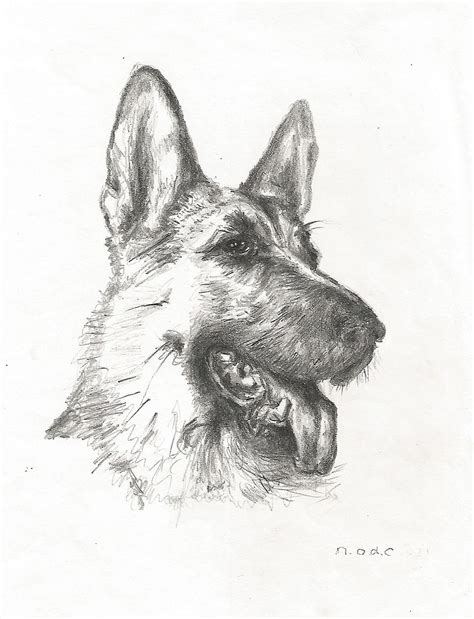 Portrait of the german shepherd puppy. 7 Easy Step by Step Tutorials On How To Draw A German ...