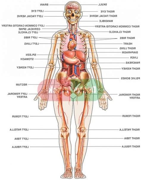 It extends inside your body, back and down on both sides of the vagina. Female Human Body Diagram Of Organs Human Anatomy Diagram ...