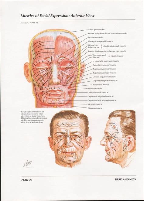 Netter Head And Neck Anatomy Gallery Muscles Of Facial Expression