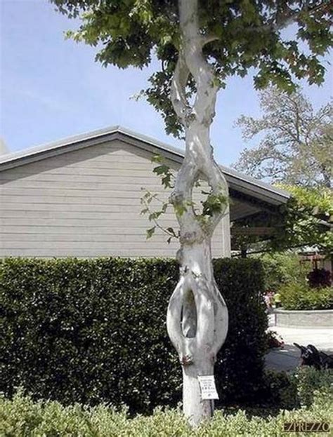 Unusual And Amazing Trees From Around The Globe ~ Unusual Things