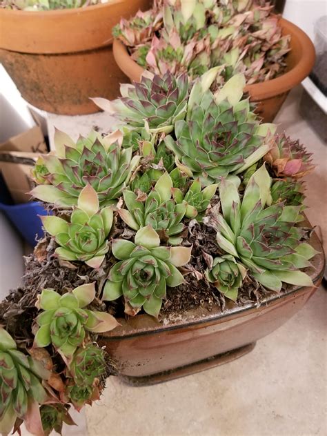 what-type-of-succulent-is-this,-and-is-it-cat-safe-thanks-whatsthisplant