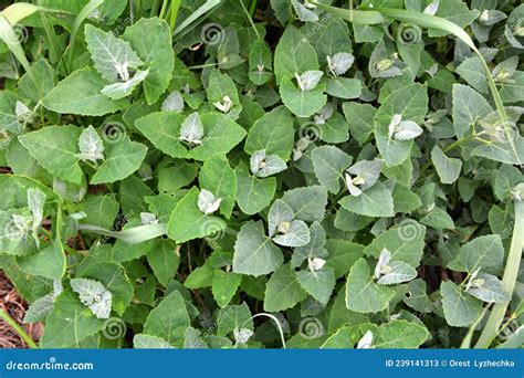Orach Atriplex Hortensis Grows In The Garden Stock Image Image Of