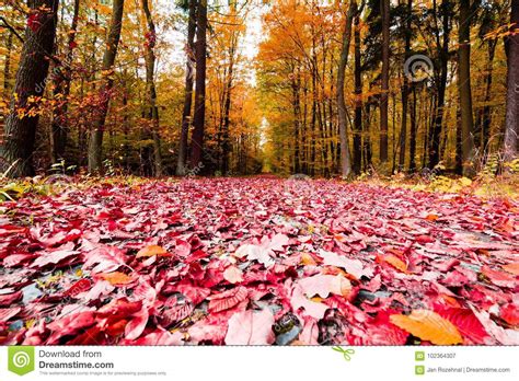 The Path In The Forest In The Autumn Many Vibrant Colors Beaut Stock