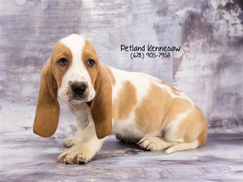 Our basset hound puppies for sale come from either usda licensed commercial breeders or hobby breeders with no more than 5 breeding mothers. Basset Hound-DOG-Male-Lemon / White-1983353-Petland Kennesaw