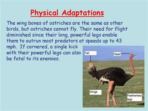 Ostrich Student Name Ppt Download