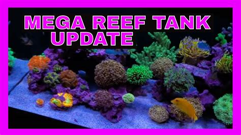 Mega Reef Tank Update 75 Gallon Reef Tank Nano Reef Tank Youtube
