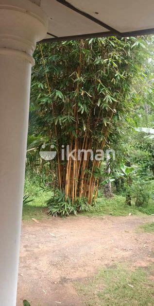Bamboo Plants For Sale In Kurunegala City Ikman