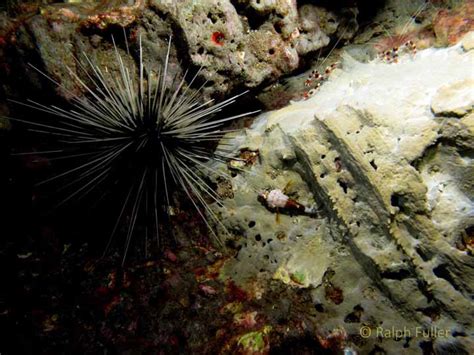 Diving Flower Garden Banks The Texas Caribbean Poseidons Web