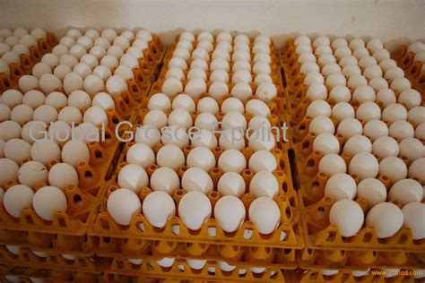 Chicken Broiler Hatching Eggs Cobb 500 And Ross 308philippines White