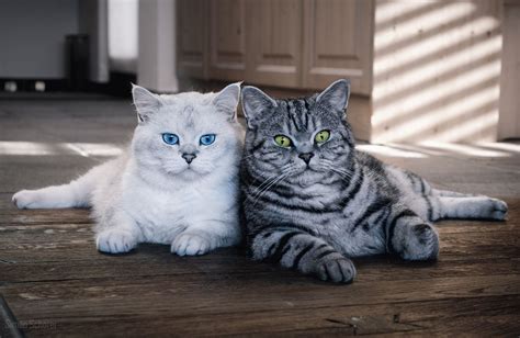 Короткошерстные породы кошек: фото и факты | Сайт «Мурло»
