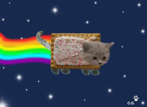 Real Life Nyan Cat Nyan Pinterest