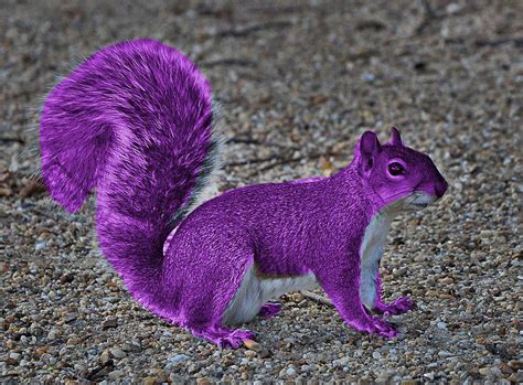 Real Purple Squirrel Purple Squirrel Squirrel Dinosaur Stuffed Animal
