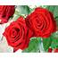 Red Roses  Photo 11353937 Fanpop