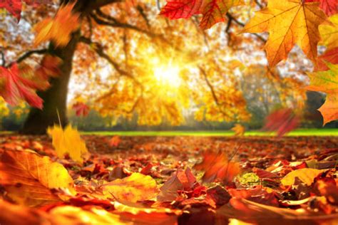 Autumn Stock Photos Pictures And Royalty Free Images Istock