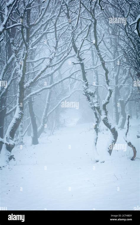 A Tunnel Of Snow Covered Trees In Winter Stock Photo Alamy
