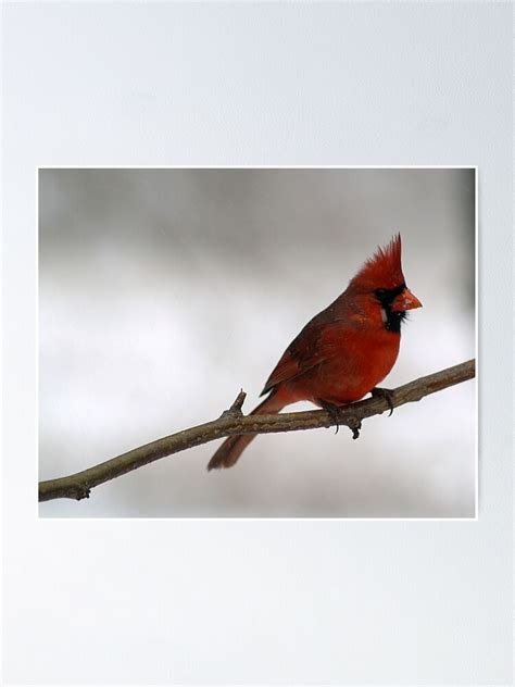 Red Cardinal~ohio State Bird Poster By Gts1959 Redbubble