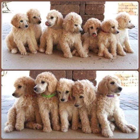 Puppies are well raised with love and with early neurological stimulation as well as being socialized with children. Standard poodle puppy for Sale in San Diego, California ...