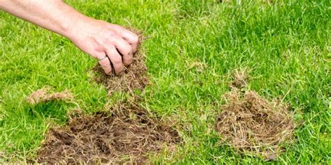 Signs That Your Grass Has Been Overwatered Gfl Outdoors