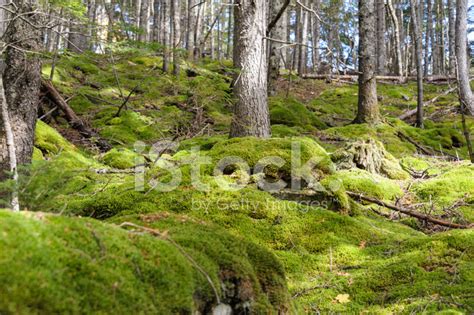 Thick Moss Forest Floor Stock Photo Royalty Free Freeimages
