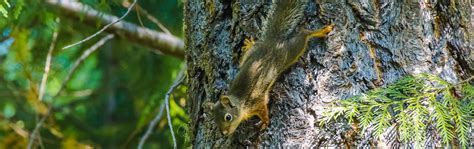 6 Reasons Why You Shouldnt Feed Wildlife Vancouver Trails