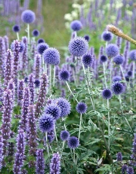 Image Result For Spiky Purple Flowers Plant Combinations