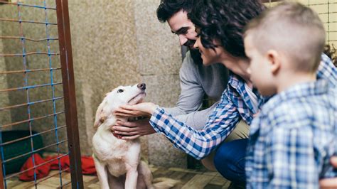 Adoptar Un Perro En Chile Requisitos Trámites Y Refugios