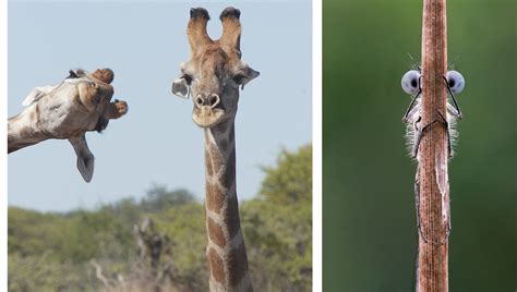 Comedy Wildlife Photography Awards Finalists Announced These Are