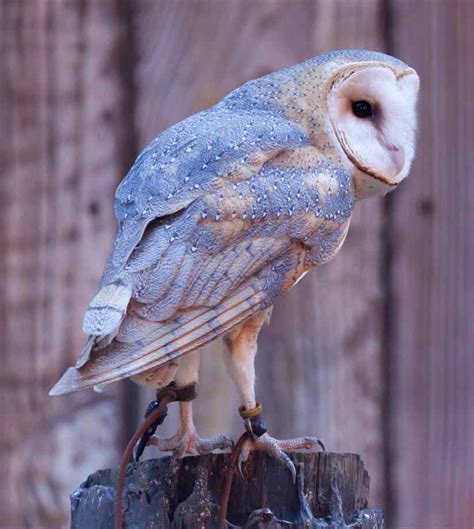 Barn Owls Pictures