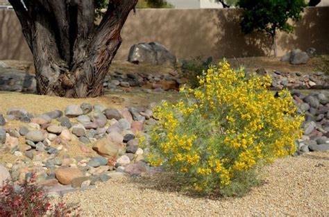 Feathery Cassia Landscape By Noelle Johnson Landscape Consulting Plants Desert Landscaping