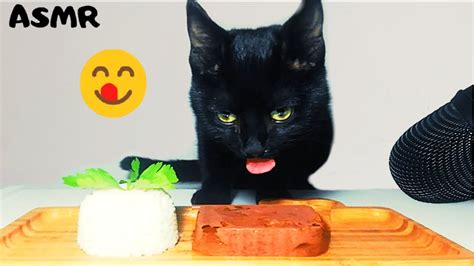 Can Cats Eat Rice Cakes Cat Meme Stock Pictures And Photos