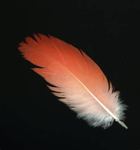 Cardinal Feather Feather Art