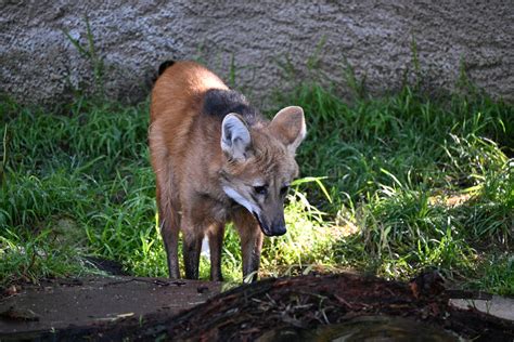 Maned Wolf Zoochat