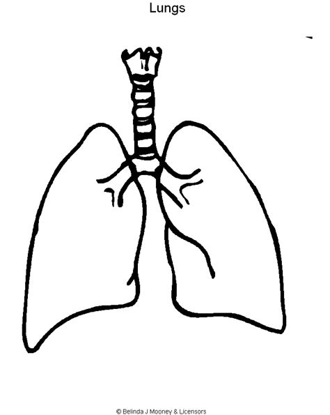Lungs Coloring Page Clip Art Library