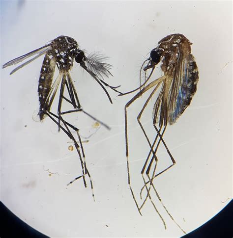 Dengue Mosquito From Under Microscope