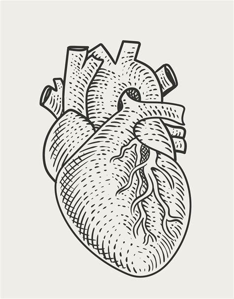 Illustration Human Heart Engraving Style 3559578 Vector Art At Vecteezy