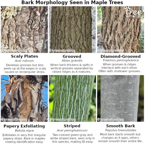 18 Different Types Of Maple Trees And Identifying Features
