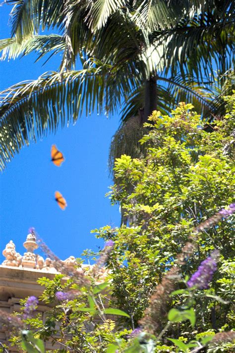 Maybe you would like to learn more about one of these? Balboa Park, San Diego Ca | Balboa park san diego, Balboa ...