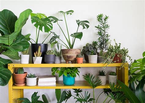 20 Tips To Help Your Houseplants Survive The Winter