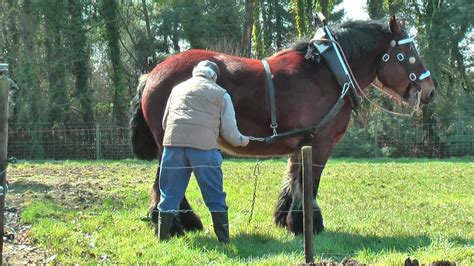 The belgian brabant is the breed from which the american belgian draft was developed from. Strong and Well Trained Belgian Draft Horse at work - YouTube