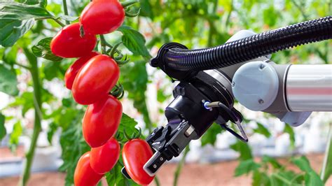 Revolutionizing Tomato Harvesting The First Ai Robot For Picking