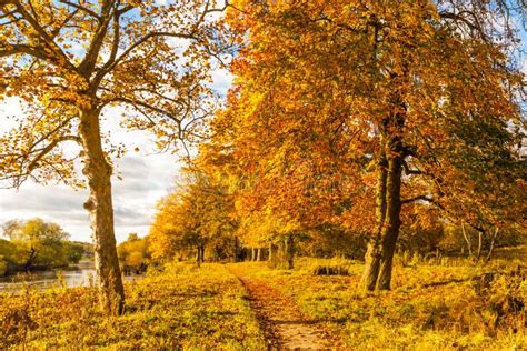 Beautiful Golden Autumn Scenery With Trees And Golden Leaves In The