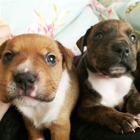 Jack Russell X Staffordshire Bull Terriers In Wath Upon Dearne South