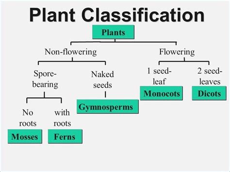 What Is The Classification Of Plants And Their Types Quora