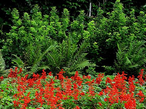 Flowers light blue australian bluebell, tall bluebell wahlenbergia stricta photo source: Cottage-in-the-Meadow Gardens
