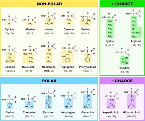 Biochem Amino Acid Structures Abbreviations Diagram Quizlet