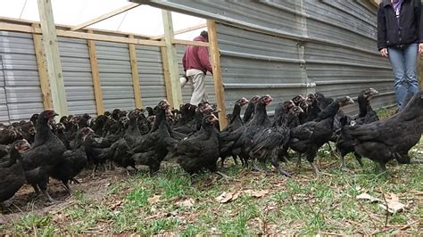 Robyn S Nest Chicken Stampede Free Range Cageless And In Their Natural Environment In Woods