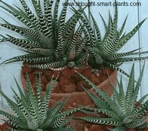 Maybe you would like to learn more about one of these? Haworthia - the jewels of the succulent world