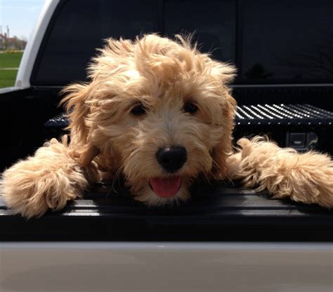 We take great pride in offering healthy, happy, friendly family raised, country grown miniature (mini) goldendoodle puppies and akc golden retrievers. 128 best Golden doodle grooming styles images on Pinterest | Golden doodles, Goldendoodle and ...