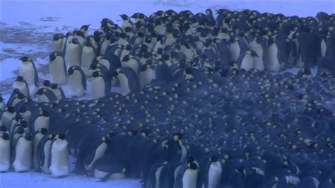 Emperor Penguins Huddle For Warmth Nature On Pbs Youtube