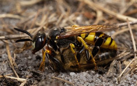 Bee Wolf Philanthus Triangulum With Honey Bee Bee Wolves R Flickr